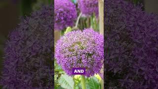 David Domoney The beauty of alliums  #gardening