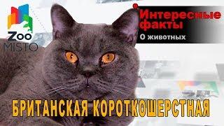 Британская кошка - Интересные факты о породе