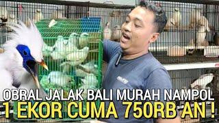 EDAN BENER  BARU NEMU OBRAL JALAK BALI SAMPAI 750RB AN JURAGAN PASAR BURUNG PRAMUKA