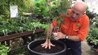 Growing Roses in Pots