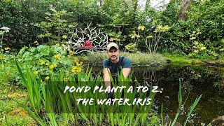 Pond plant A to Z The Iris