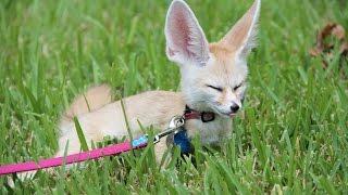 Why You Cant Walk A Fennec Fox on a Leash