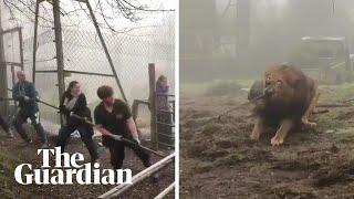 Tug-of-war with a lion? Dartmoor zoo offers cruel challenge
