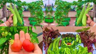 Mega Harvesting From My Rooftop Vegetable Garden Harvesting Organic Vegetables