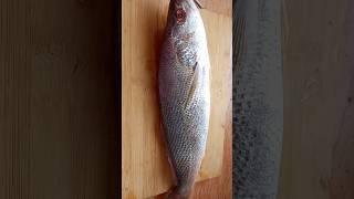 ഇവനെയങ്ങ് #fish #shorts #youtubeshorts