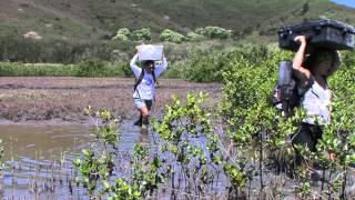 Entre terre et mer la mangrove