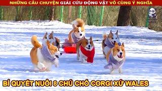 Người Đàn Ông dùng hết tiền lương để mua đồ ăn nuôi 8 chú chó Corgi  review Con Người Và Cuộc Sống