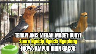 TERAPI ANIS MERAH MACET BUNYI DENGAN SUARA NGECIP NGECIS NGEPLONG INI 100% WAJIB GACOR