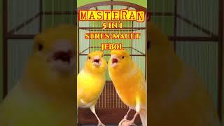 MASTERAN KENARI MACET BUNYI 5 IN 1  CANARY SINGING