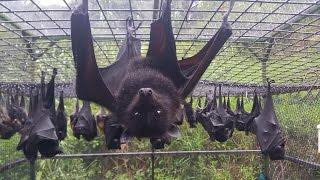 Australian rescued Bats  Rehab  Bat Megabat Flying-fox Fruit bat in care ️