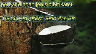 perbandingan beberapa jenis bibit karet. petani karet indonesia