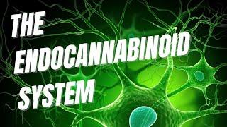 The Endocannabinoid System