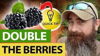 How I Double My Blackberries Every Year