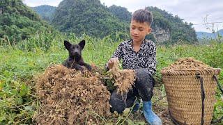 How to harvest peanuts to sell. Orphan boy Nams joy when he sold out of peanuts  Nam - poor boy