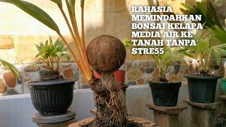 Bonsai kelapapindah dari air ke tanah