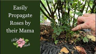  90% Success Rose Propagation Method - Create Roses near their Mama