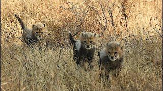 We reveal the TOP 3 baby cheetah videos chosen by viewers African Safari Plus⁺ 180