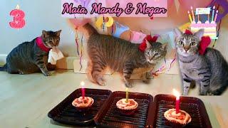 3Ms Cats Make an Epic 3 Year Birthday Celebration