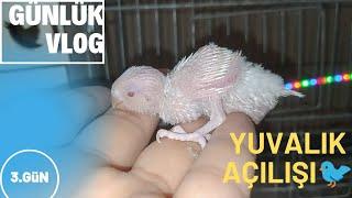 Yuvalık Açılışı  Kırmızı Göz Yavrular  Geliyor. #muhabbetkuşu #yuvalıkaçılışı #albino #lutino