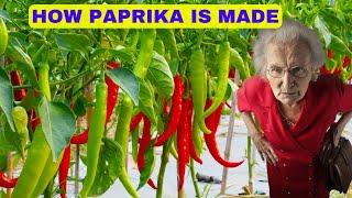See How American Farmers Paprika Red Hot Chili Pepper Powder is Made - Modern Farming Technology