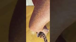 Leopard tights feet