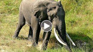 Tusker in Kruger