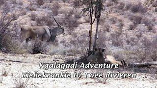 Kgalagadi Adventure - Kieliekrankie To Twee Rivieren via Nossob River