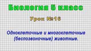 Биология 5 класс Урок№16 - Одноклеточные и многоклеточные беспозвоночные животные.