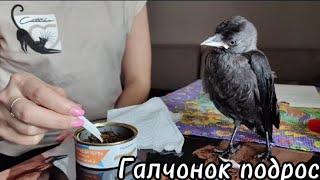 Галчонок подрос