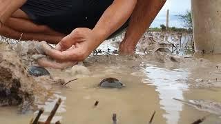 lake snails and clams finding