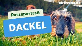 Rasseportrait Dackel