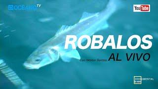 Pesca del robalo al vivo Documental con buenas capturas de Lubinas en la costa de Huelva.