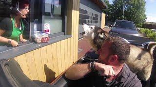 Drive Thru Lady Speaks Husky Cant Believe She Understood Him