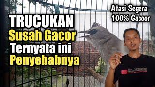 Cara menggacorkan TRUCUKAN yang tak kunjung gacoorr