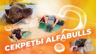 СЕКРЕТЫ ALFABULLS. Качок р@гает и перд@т в зале. 4 ЩЕНКА сидят на месте. Сэм отгрыз руку