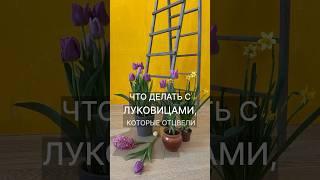 Что делать с луковицами которые отцвели? #выгонкатюльпанов #тюльпаны #нарцисс #гиацинт