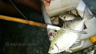 AKSI BOCAH MENYULU MALAM HARI DI WAKATOBI Part 02 - The Kids Got a Lot of Fish in Wakatobi