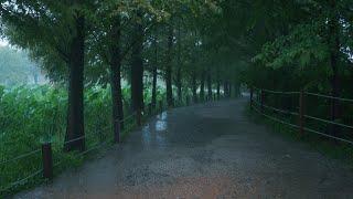 Rain Walk Metasequoia Forest Road in Rain Pouring Yangpyeong Semiwon.