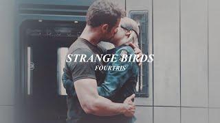 strange birds  tobias four + tris