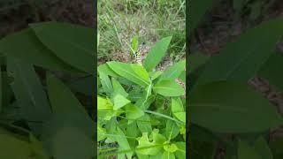 Monarch caterpillars at UMFK Forestry Armory building 2023