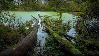 Ein kleines Stück Natur - Emsarm in Veltrup bei Emsdetten