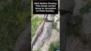 What is a Jerusalem donkey???