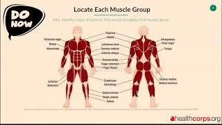 Why Muscle Matters