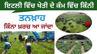 Agriculture job salary in italy । ਇਟਲੀ ਵਿੱਚ ਖੇਤੀ ਦੇ ਕੰਮ ਵਿੱਚ ਕਿੰਨੇ ਪੈਸੇ ਬਣਦੇ ਆ ?