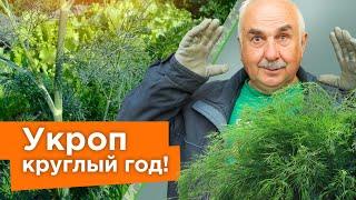 УКРОП ВЗОЙДЕТ ЩЕТКОЙ Посейте так укроп и быстрые всходы гарантированы