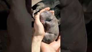 NEWBORN LOOK HOW A LITTLE PUPPY MIRACLE OF NATURE IS BORN #animals #puppy #nature #shorts