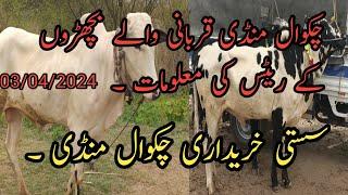 Chakwal Mandi me low price qurbani wale bachron ke information. low price animals in Chakwal Mandi.