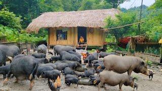 Raising wild boars living in the forest for 2 years. Visiting new crop rice fields