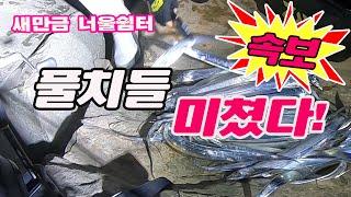 11월인데 새만금 너울쉼터 풀치들의 미친 입질  풀치들이 미쳤다 