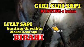 CIRI CIRI SAPI BUNTING 4 BULAN SETELAH IB MENGGELUARKAN PELAPELU KENTAL#